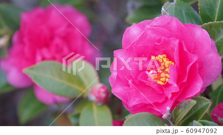 美しいサザンカ(山茶花)(自然質感) 美しいサザンカ(山茶花)(自然質感) 60947092