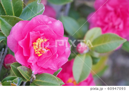 美しいサザンカ(山茶花)(自然質感) 美しいサザンカ(山茶花)(自然質感) 60947093