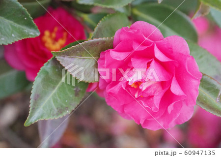 美しいサザンカ(山茶花)(自然質感) 美しいサザンカ(山茶花)(自然質感) 60947135