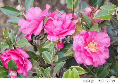 美しいサザンカ(山茶花)(自然質感) 美しいサザンカ(山茶花)(自然質感) 60947139