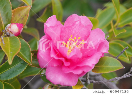 美しいサザンカ(山茶花)(自然質感) 美しいサザンカ(山茶花)(自然質感) 60947186