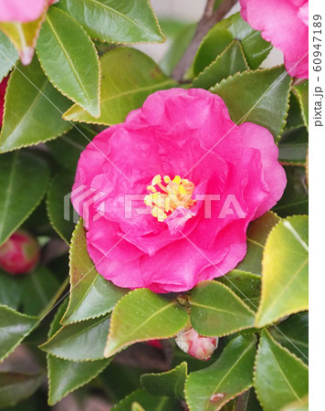 美しいサザンカ(山茶花)(自然質感) 美しいサザンカ(山茶花)(自然質感) 60947189