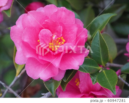 美しいサザンカ(山茶花)(自然質感) 美しいサザンカ(山茶花)(自然質感) 60947281