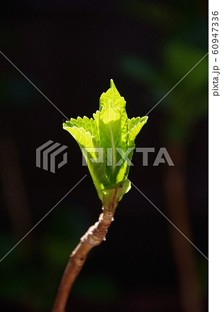 紫陽花 柔らかい葉っぱ 紫陽花 柔らかい葉っぱ 60947336