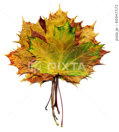 Boquet Fall Maple Leaves Boquet Fall Maple Leaves 60947572