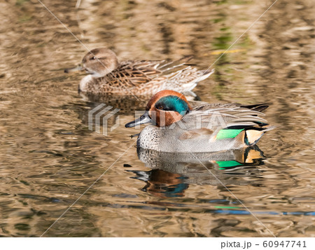 コガモ 60947741