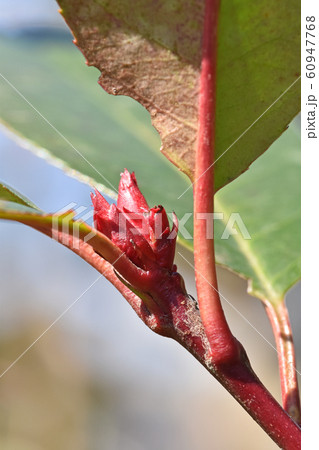 カナメモチの若芽 60947768
