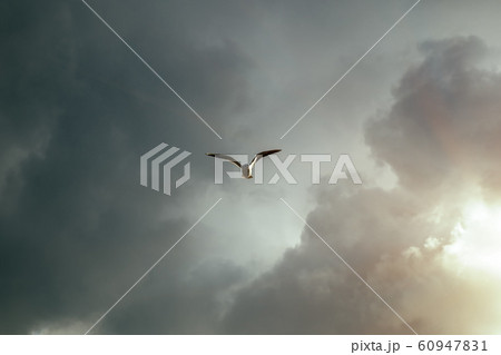 A flying seagull bird in the sky amid gloomy A flying seagull bird in the sky amid gloomy 60947831