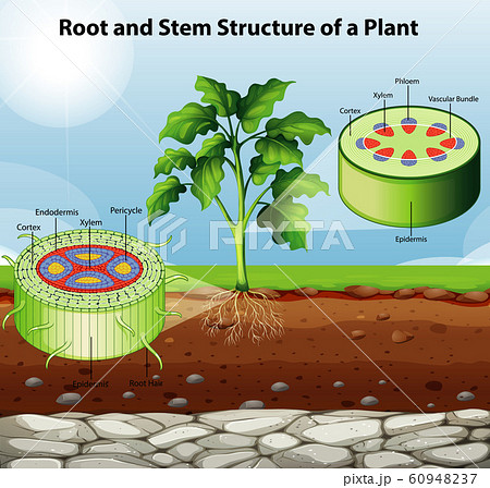 Diagram showing root and stem structure of a plant Diagram showing root and stem structure of a plant 60948237