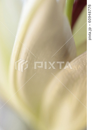 白いユリの花びら。アブストラクト、バックグラウンド 60948776