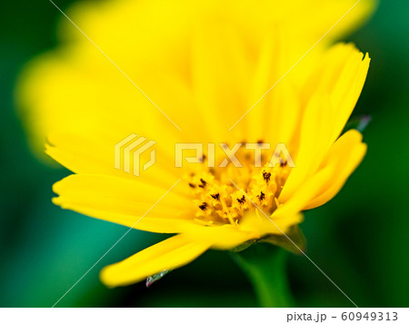 Tiny flowers in macro outdoor 60949313