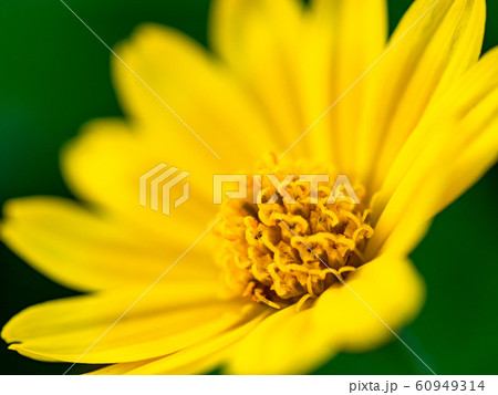 Tiny flowers in macro outdoor 60949314