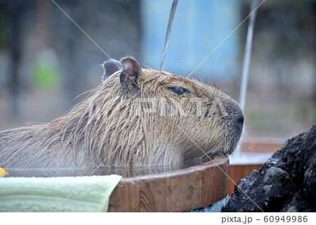 温泉に入るカピバラ 60949986