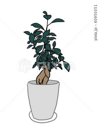 ガジュマル 60950351