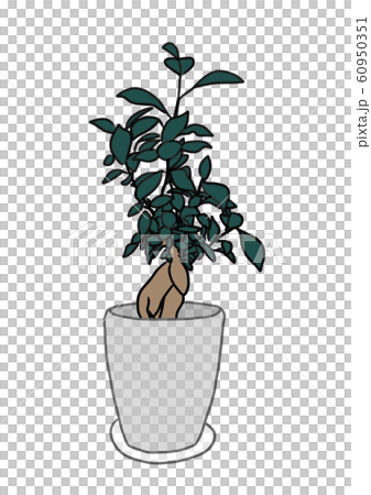 ガジュマル 60950351