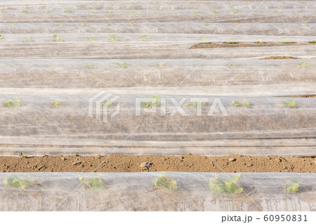 春先のたばこ畑 60950831