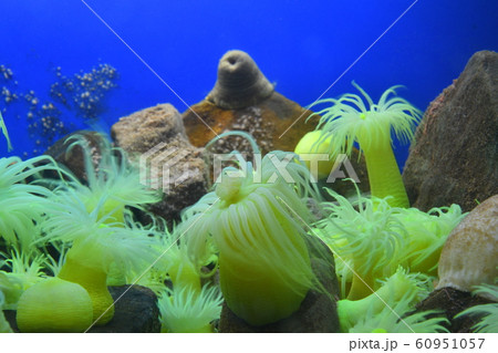 京都大学白浜水族館 60951057