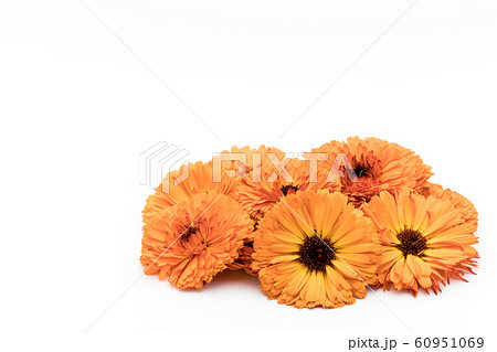 カレンデュラ カレンドラ トウキンセンカ: Calendula flowers カレンデュラ カレンドラ トウキンセンカ: Calendula flowers 60951069