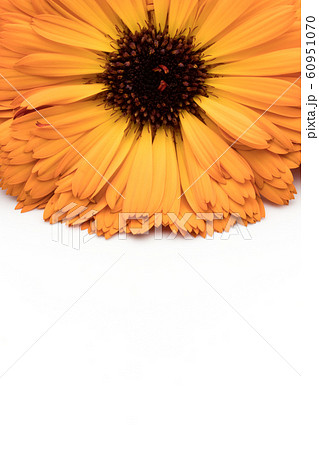 カレンデュラ カレンドラ トウキンセンカ: Calendula flowers カレンデュラ カレンドラ トウキンセンカ: Calendula flowers 60951070
