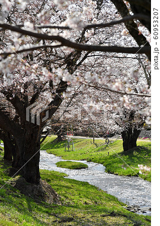 福島県猪苗代町　観音寺川の桜 60953207