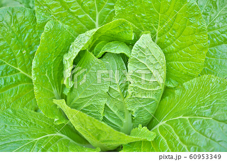 白菜畑 60953349