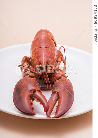 オマールエビ オマールエビ 60954153