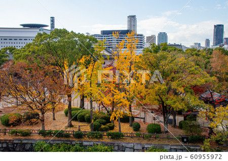 紅葉の大阪城・堀越しのビル街 紅葉の大阪城・堀越しのビル街 60955972