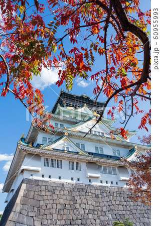 紅葉の大阪城・天守閣 紅葉の大阪城・天守閣 60955993