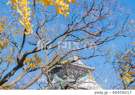 紅葉の大阪城・天守閣 紅葉の大阪城・天守閣 60956017