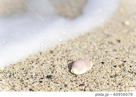 波打ち際のタカラガイ(貝殻) 波打ち際のタカラガイ(貝殻) 60956079