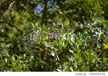 ネズミモチの果実 60956106