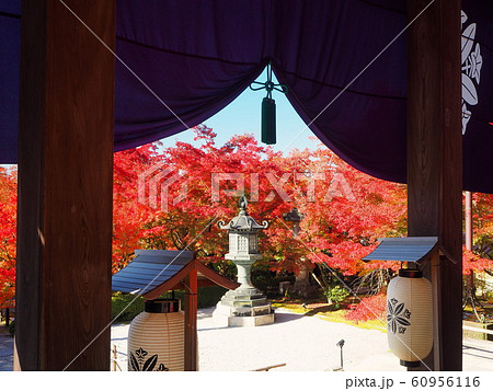 京都　永観堂　11月　最盛期の紅葉 60956116