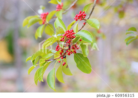 クロガネモチの木 60956315