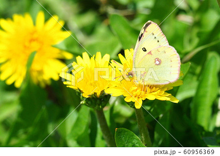 ニホンタンポポの花を吸蜜するモンキチョウ 60956369