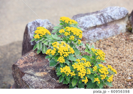 イソギクの花 イソギクの花 60956398