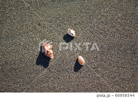 貝殻と砂浜 貝殻と砂浜 60956544