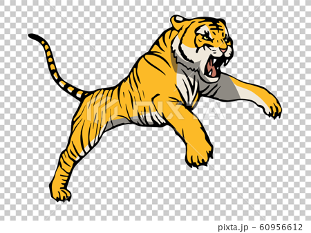 襲い掛かる虎のカラーイラストのイラスト素材
