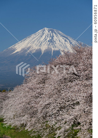静岡県富士市龍巌淵の桜と富士山 60956871