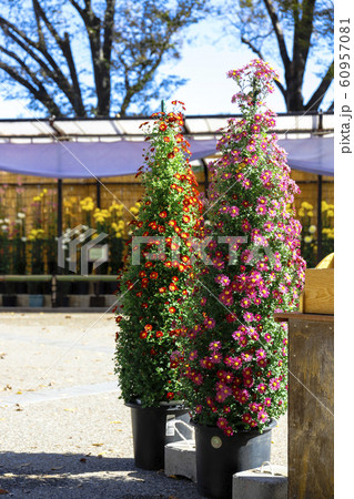 杉作りの小菊 杉作りの小菊 60957081