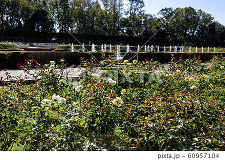 【東京都】神代植物公園 ばら園 【東京都】神代植物公園 ばら園 60957104