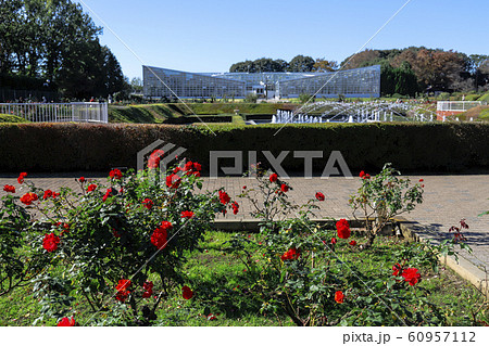 【東京都】神代植物公園　ばら園 60957112