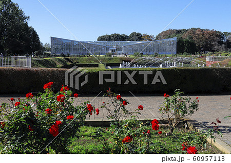 【東京都】神代植物公園　ばら園 60957113