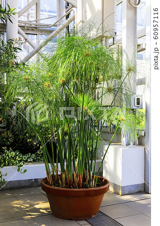 東京都 神代植物公園 大温室 カミガヤツリ パピルス草の写真素材