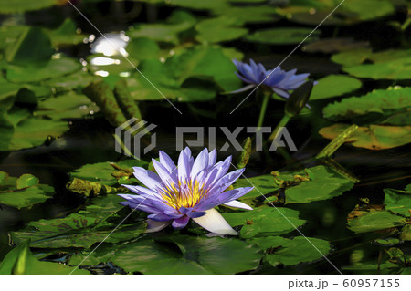 熱帯スイレン リンジー・ウッズ 熱帯スイレン リンジー・ウッズ 60957155