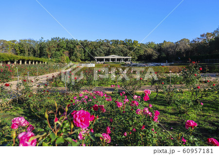 【東京都】神代植物公園　ばら園 60957181
