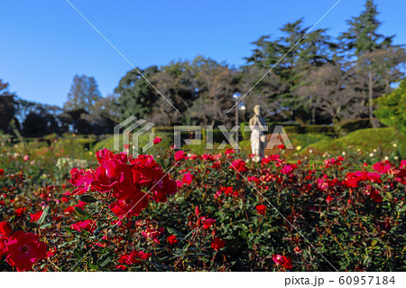 【東京都】神代植物公園 ばら園 【東京都】神代植物公園 ばら園 60957184