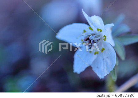 冬の妖精 60957230