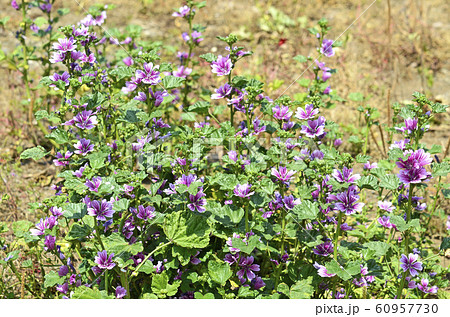 ゼニアオイ(銭葵) ゼニアオイ(銭葵) 60957730