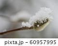 冬のもくれん 60957995