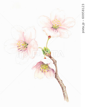 桜 桜 60958123